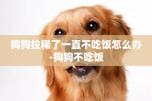 狗狗拉稀了一直不吃飯怎么辦-狗狗不吃飯
