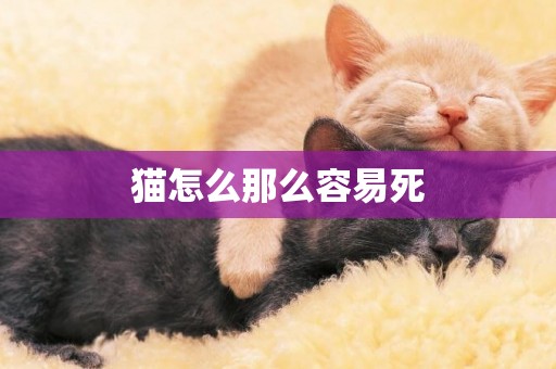 貓怎么那么容易死