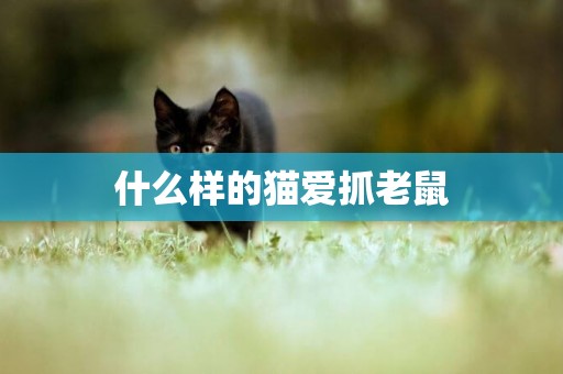 什么樣的貓愛抓老鼠
