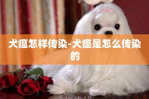 犬瘟怎樣傳染-犬瘟是怎么傳染的