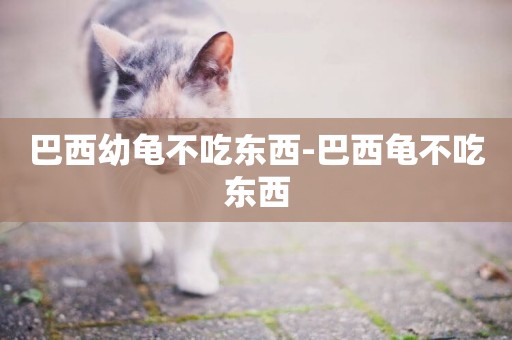 巴西幼龜不吃東西-巴西龜不吃東西