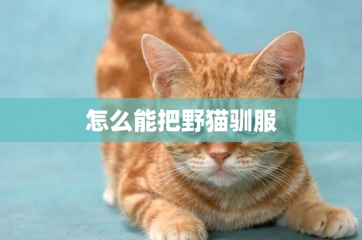 怎么能把野貓馴服