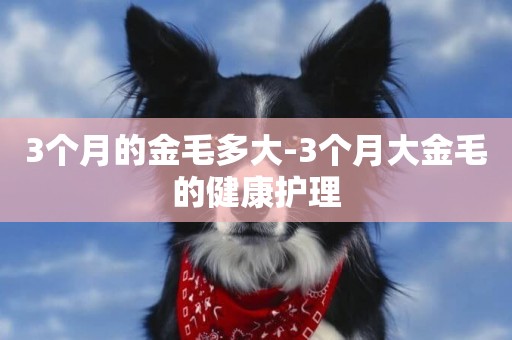 3個月的金毛多大-3個月大金毛的健康護理