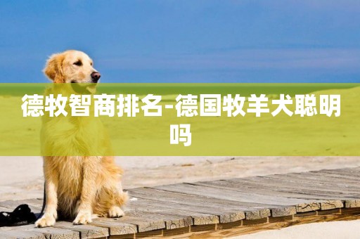 德牧智商排名-德國牧羊犬聰明嗎