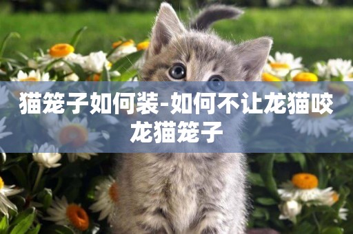 貓籠子如何裝-如何不讓龍貓咬龍貓籠子