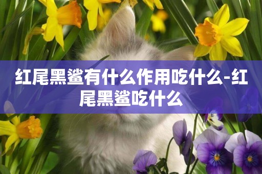 紅尾黑鯊有什么作用吃什么-紅尾黑鯊吃什么