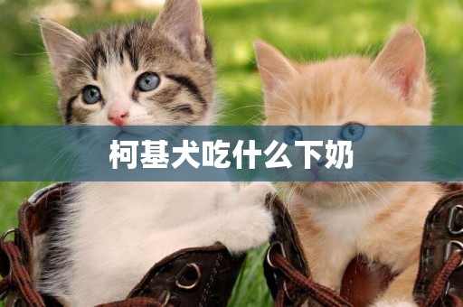 柯基犬吃什么下奶