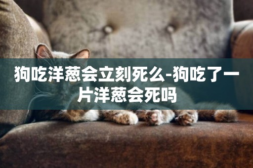 狗吃洋蔥會立刻死么-狗吃了一片洋蔥會死嗎