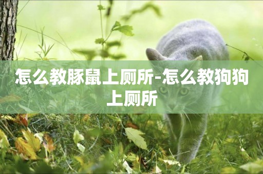 怎么教豚鼠上廁所-怎么教狗狗上廁所