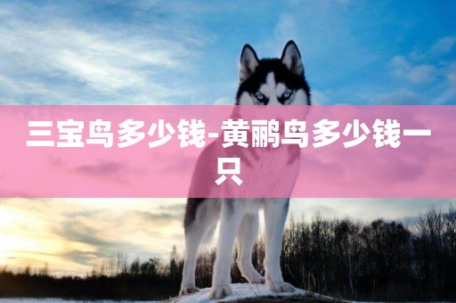 三寶鳥多少錢-黃鸝鳥多少錢一只