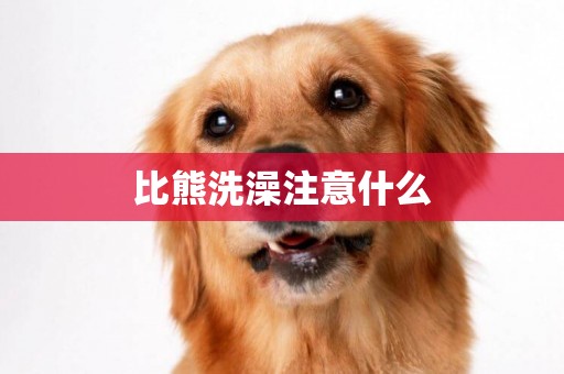 比熊洗澡注意什么