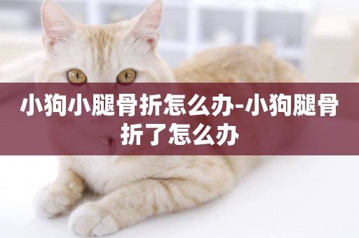 小狗小腿骨折怎么辦-小狗腿骨折了怎么辦