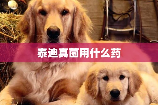 泰迪真菌用什么藥