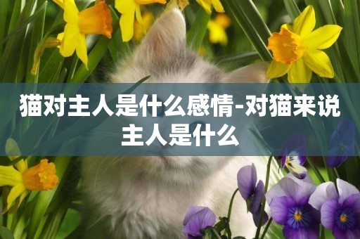 貓對主人是什么感情-對貓來說主人是什么