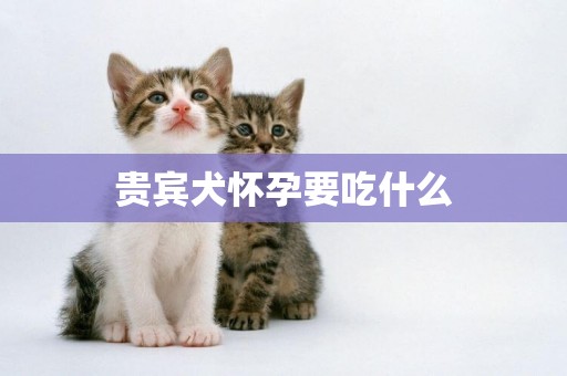 貴賓犬懷孕要吃什么