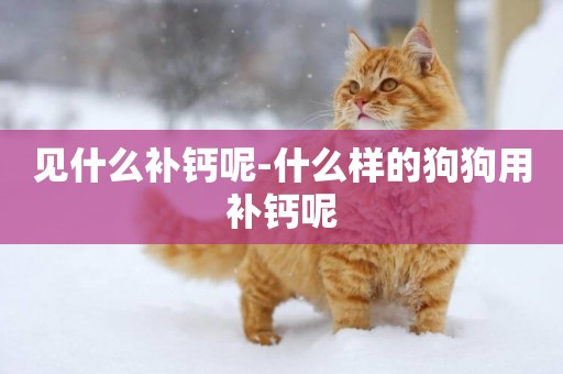 見什么補鈣呢-什么樣的狗狗用補鈣呢