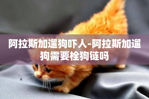 阿拉斯加遛狗嚇人-阿拉斯加遛狗需要栓狗鏈嗎