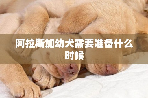 阿拉斯加幼犬需要準備什么時候
