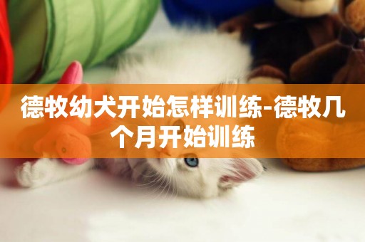 德牧幼犬開始怎樣訓練-德牧幾個月開始訓練