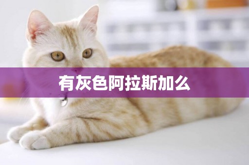 有灰色阿拉斯加么