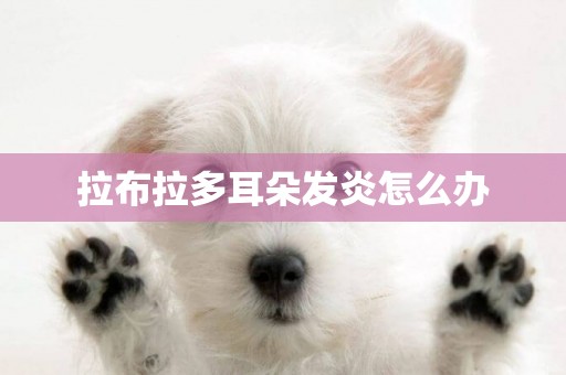 拉布拉多耳朵發炎怎么辦