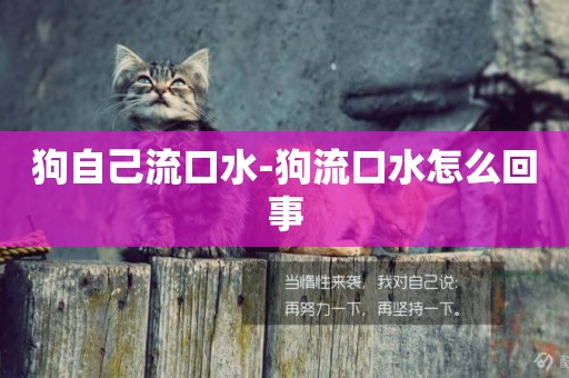 狗自己流口水-狗流口水怎么回事