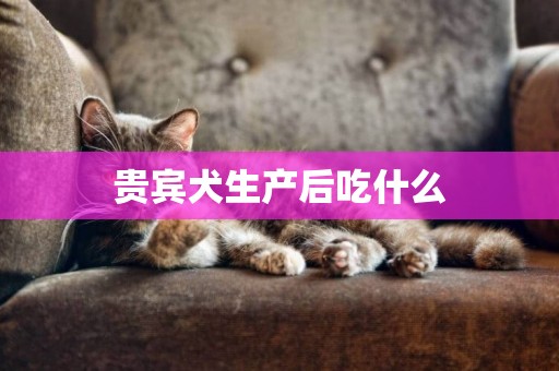 貴賓犬生產后吃什么