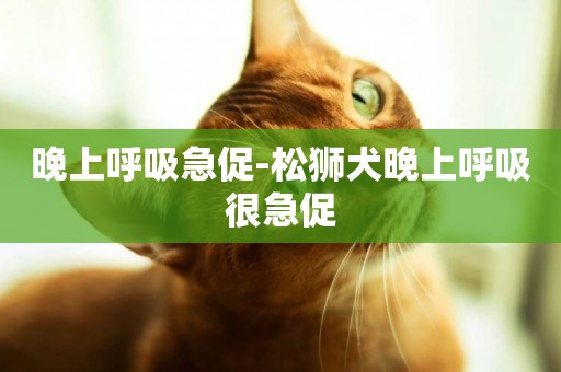 晚上呼吸急促-松獅犬晚上呼吸很急促