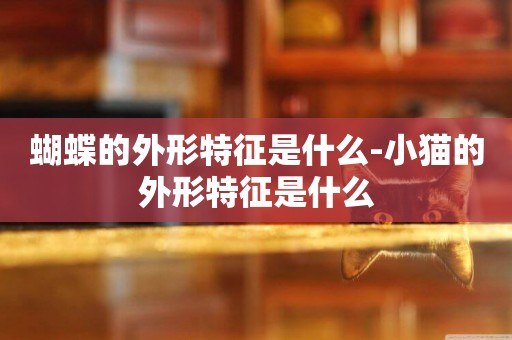 蝴蝶的外形特征是什么-小貓的外形特征是什么