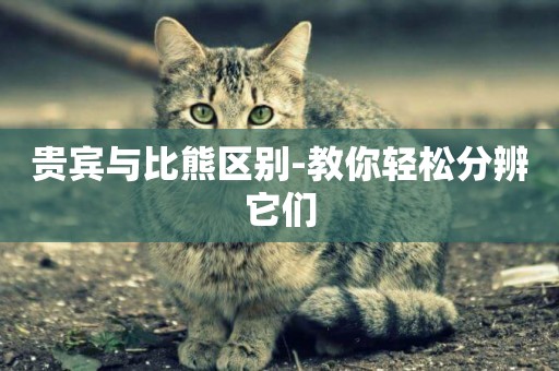 貴賓與比熊區別-教你輕松分辨它們