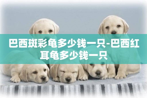 巴西斑彩龜多少錢一只-巴西紅耳龜多少錢一只