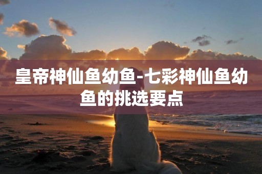 皇帝神仙魚幼魚-七彩神仙魚幼魚的挑選要點