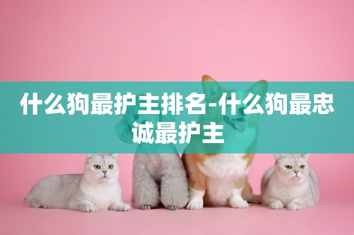 什么狗最護主排名-什么狗最忠誠最護主