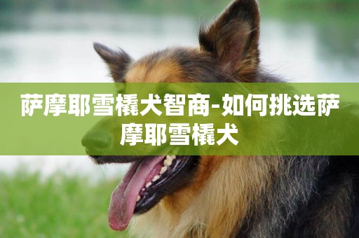 薩摩耶雪橇犬智商-如何挑選薩摩耶雪橇犬