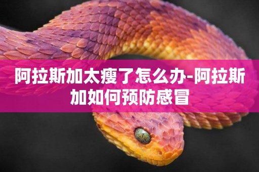 阿拉斯加太瘦了怎么辦-阿拉斯加如何預防感冒