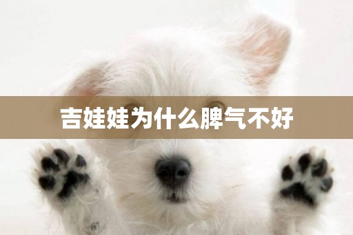 吉娃娃為什么脾氣不好