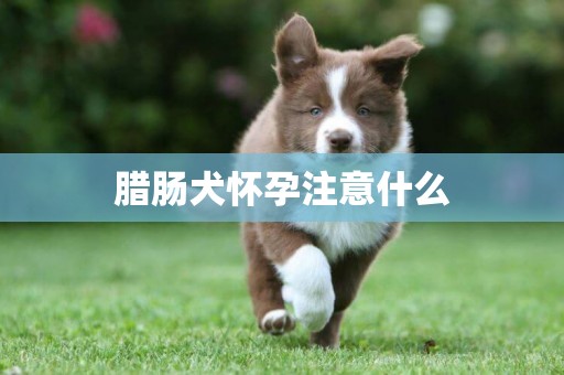臘腸犬懷孕注意什么