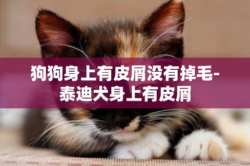 狗狗身上有皮屑沒有掉毛-泰迪犬身上有皮屑