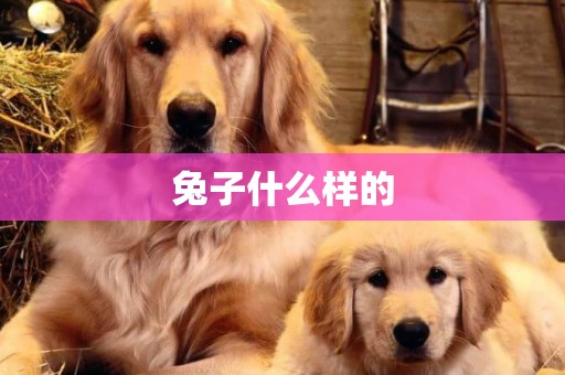 兔子什么樣的