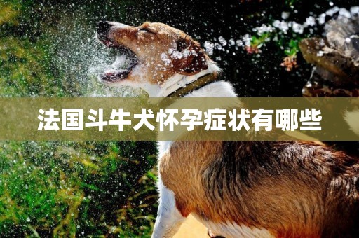 法國斗牛犬懷孕癥狀有哪些