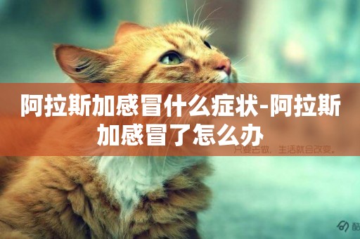 阿拉斯加感冒什么癥狀-阿拉斯加感冒了怎么辦