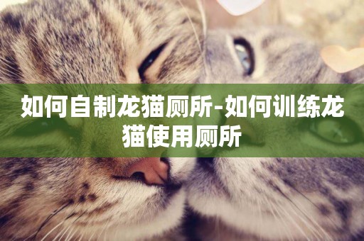 如何自制龍貓廁所-如何訓練龍貓使用廁所