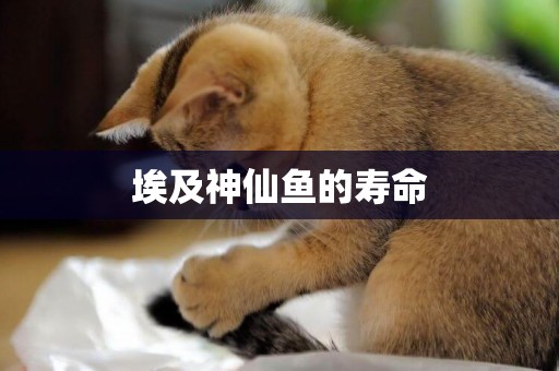 埃及神仙魚的壽命