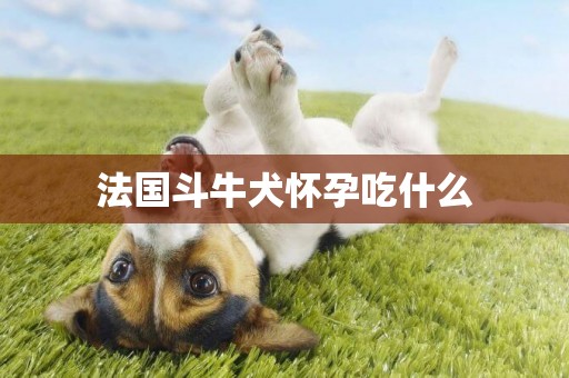 法國斗牛犬懷孕吃什么