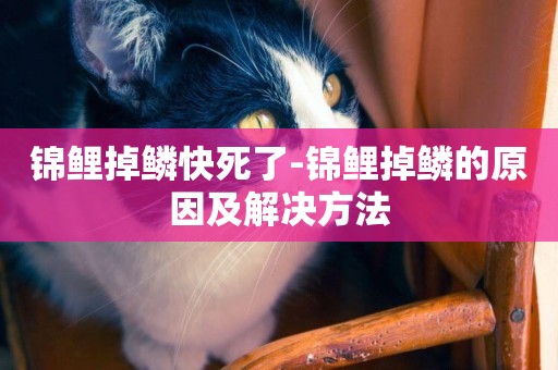 錦鯉掉鱗快死了-錦鯉掉鱗的原因及解決方法