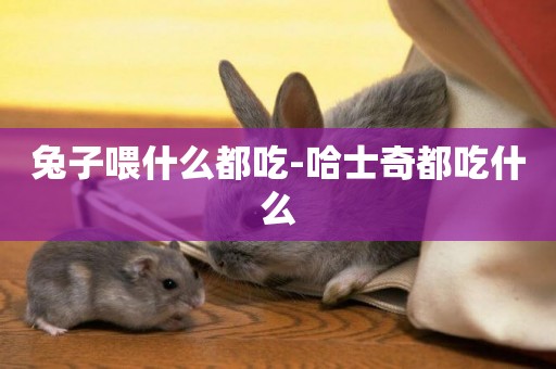 兔子喂什么都吃-哈士奇都吃什么