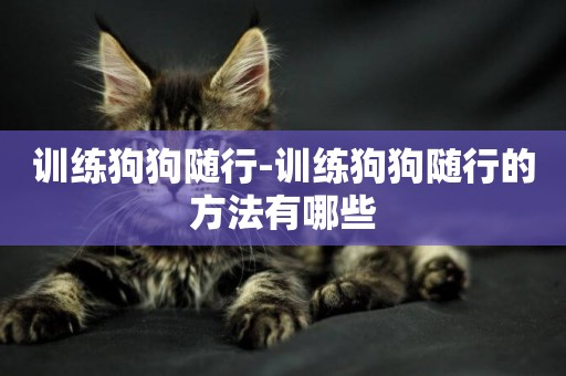 訓練狗狗隨行-訓練狗狗隨行的方法有哪些