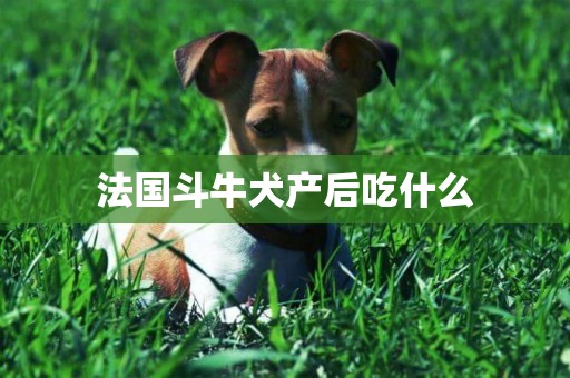 法國斗牛犬產后吃什么