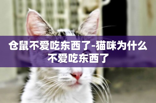 倉鼠不愛吃東西了-貓咪為什么不愛吃東西了