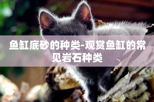 魚缸底砂的種類-觀賞魚缸的常見巖石種類